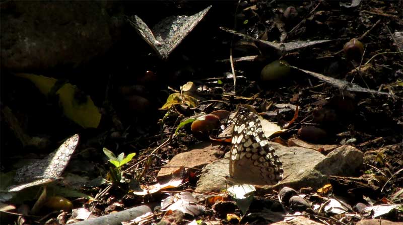 Guatemalan Crackers, HAMADRYAS GUATEMALENA, congregation on fallen fruits