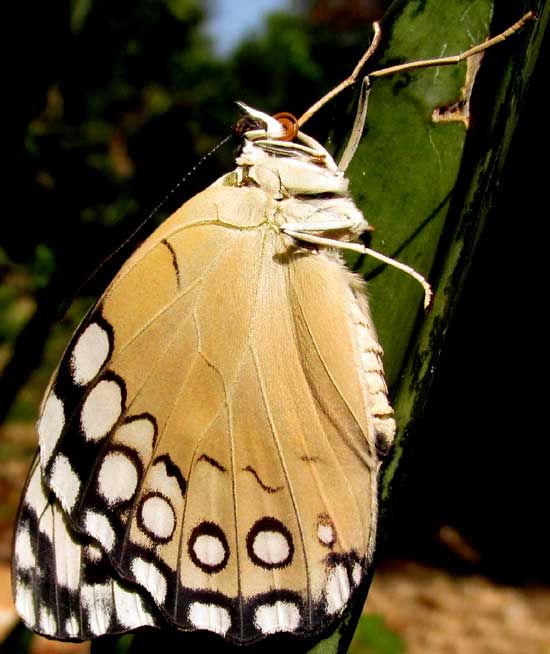 Guatemalan Cracker, HAMADRYAS GUATEMALENA, freshly emerged from chrysalis