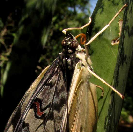 Guatemalan Cracker, HAMADRYAS GUATEMALENA, freshly emerged from chrysalis, back view