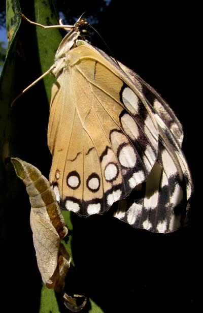 Guatemalan Cracker, HAMADRYAS GUATEMALENA, beside exuvia