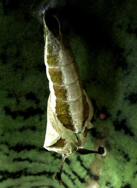 Guatemalan Cracker, HAMADRYAS GUATEMALENA, freshly emerged from chrysalis