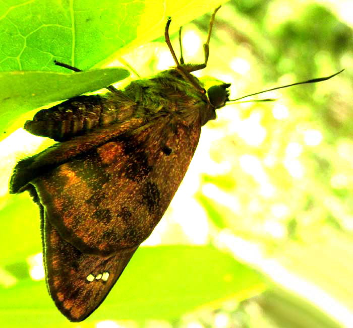 Manuel's Skipper, POLYGONUS SAVIGNY SAVIGNY