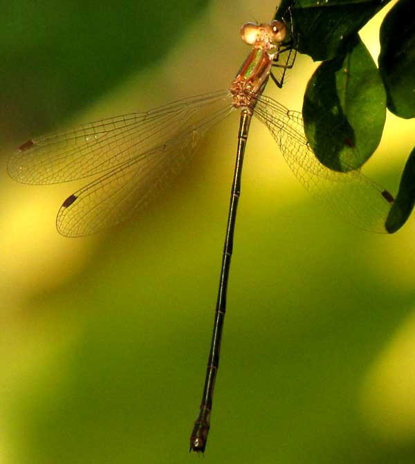 Spreadwing, genus LESTES