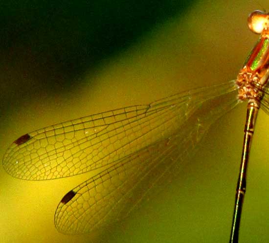 Spreadwing, genus LESTES, wing venation