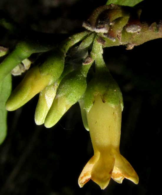 DIOSPYROS ANISANDRA, male flowers