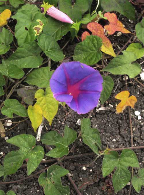 Blue Morning-glory, IPOMOEA INDICA