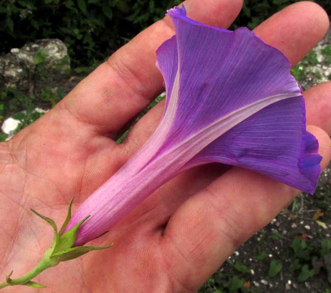 Blue Morning-glory, IPOMOEA INDICA, flower side view