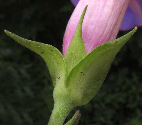 Blue Morning-glory, IPOMOEA INDICA, sepals