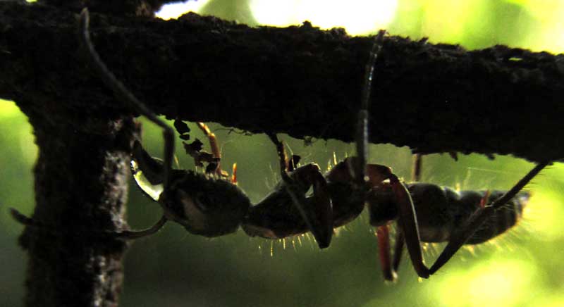 PACHYCONDYLA VILLOSA, carrying droplet