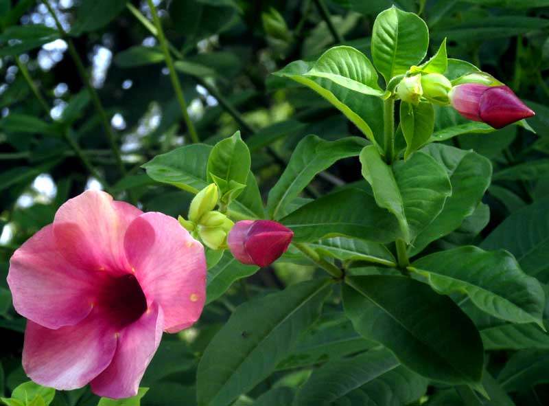 Purple Allamanda, ALLAMANDA VIOLACEA