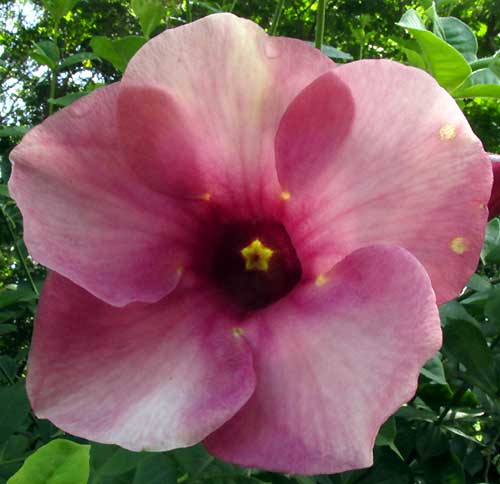 Purple Allamanda, ALLAMANDA VIOLACEA, flower from front