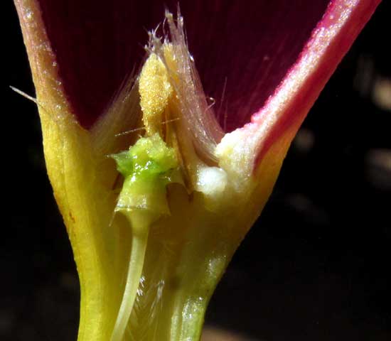 Purple Allamanda, ALLAMANDA VIOLACEA, pistel & stamen