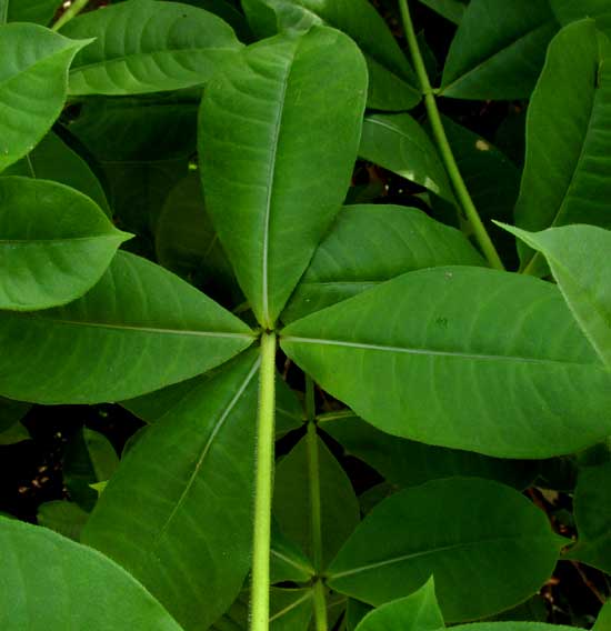 Purple Allamanda, ALLAMANDA VIOLACEA, leaves