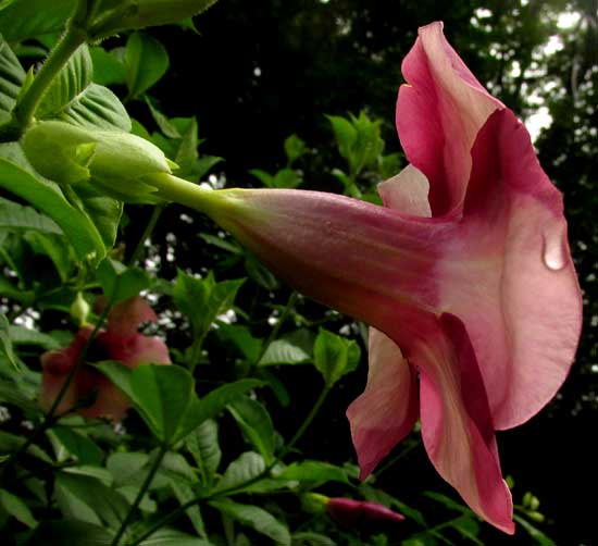 Purple Allamanda, ALLAMANDA VIOLACEA, flower from side