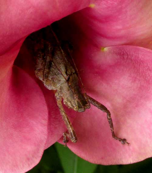 Purple Allamanda, ALLAMANDA VIOLACEA, katydid in flower