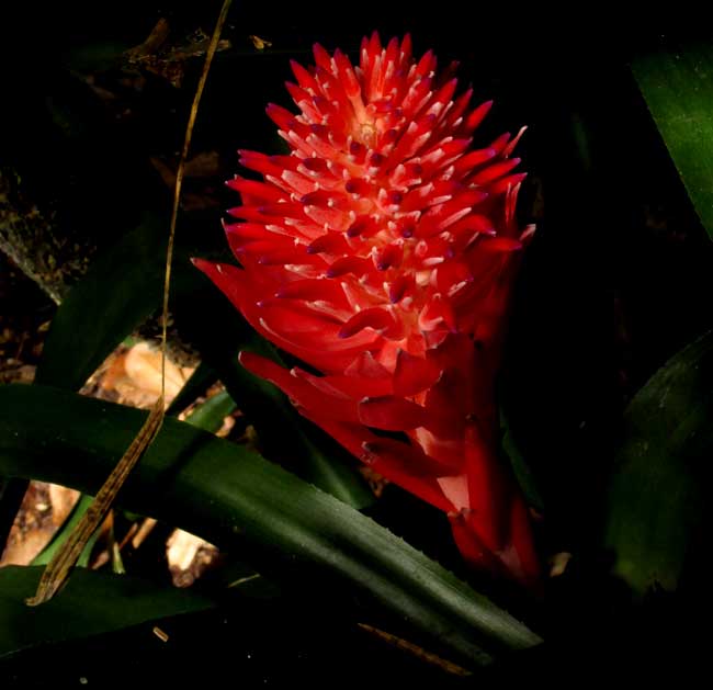 Flaming Torch Bromeliad, BILLBERGIA PYRAMIDALIS