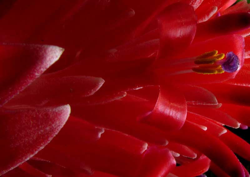 Flaming Torch Bromeliad, BILLBERGIA PYRAMIDALIS, flower