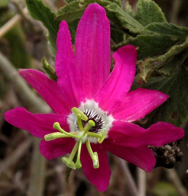 PASSIFLORA PALMERI var. SUBLANCEOLATA