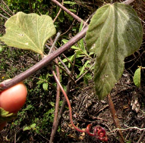 PASSIFLORA PALMERI var. SUBLANCEOLATA, leaves