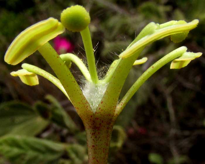 PASSIFLORA PALMERI var. SUBLANCEOLATA, sexual parts