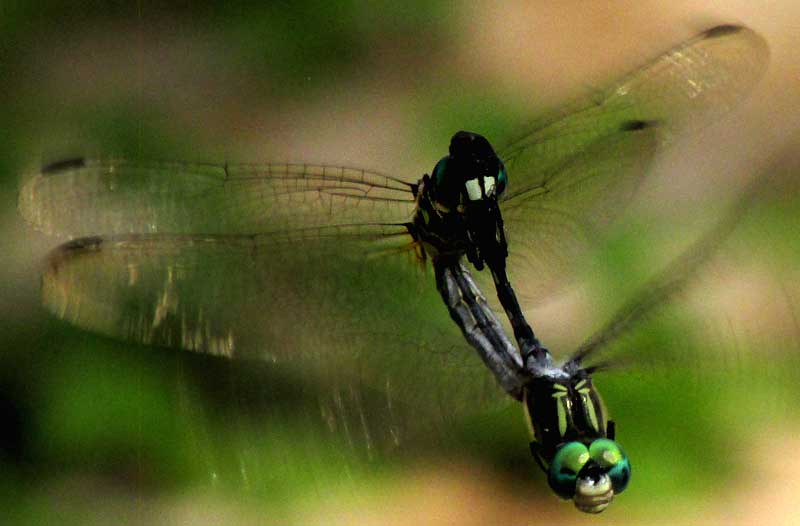 Thornbush Dasher, MICRATHYRIA HAGENII, mating pair flying