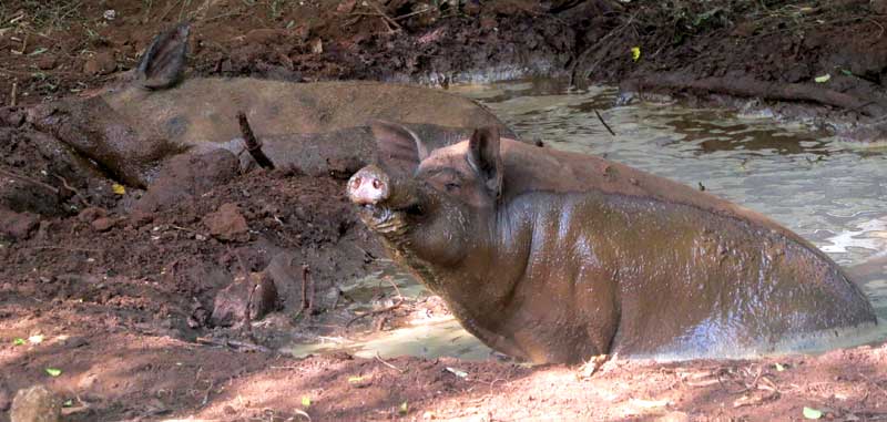 pigs wallowing in mud