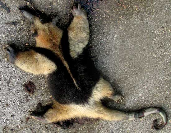 Collared Anteater, Tamandua mexicana