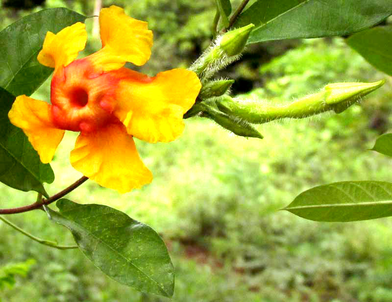 MANDEVILLA SUBSAGITTATA