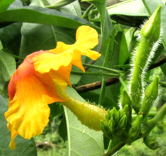 MANDEVILLA SUBSAGITTATA, flower side view