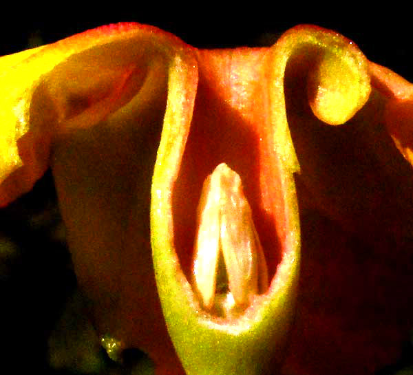 MANDEVILLA SUBSAGITTATA, anthers at throat