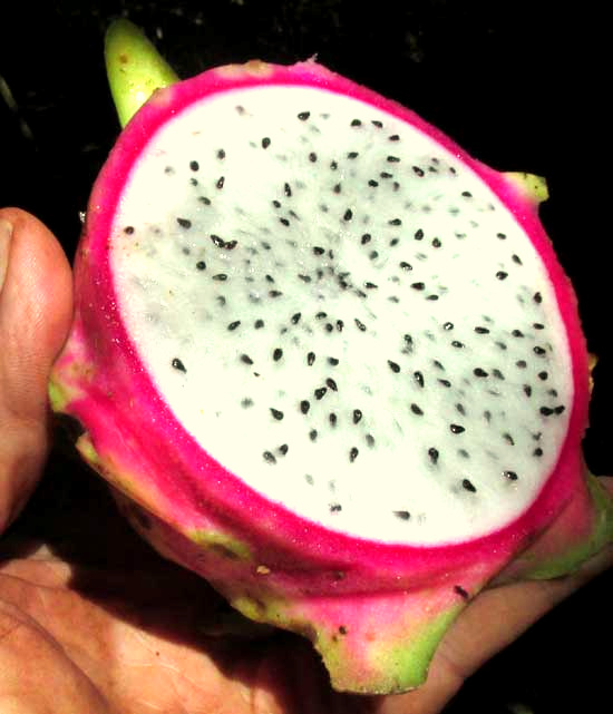 HYLOCEREUS UNDATUS dragon fruit interior