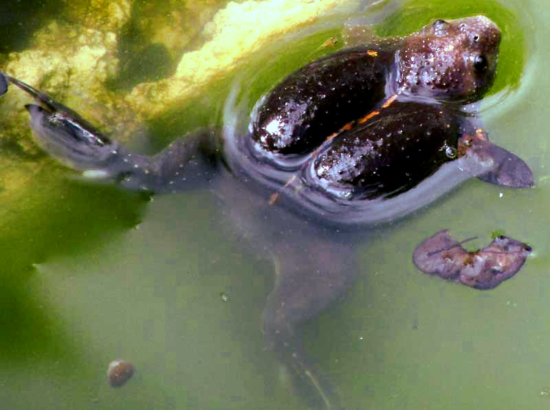 Sheep Frog or Sheep Toad, HYPOPACHUS VARIOLOSUS