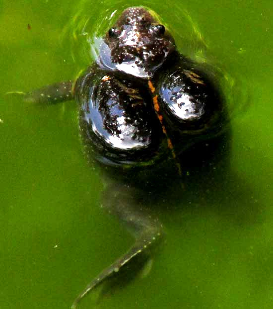 Sheep Frog or Sheep Toad, HYPOPACHUS VARIOLOSUS