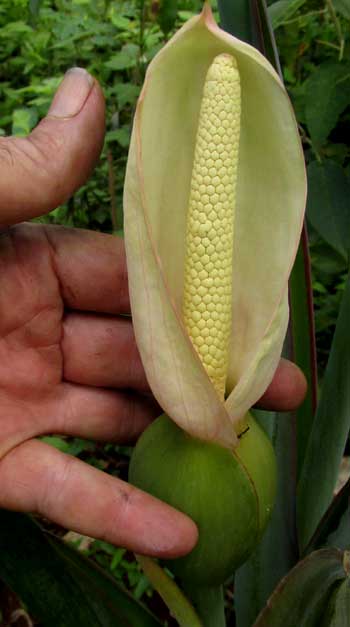 Xanthosoma sagittifolium cultivar spathe and spadix