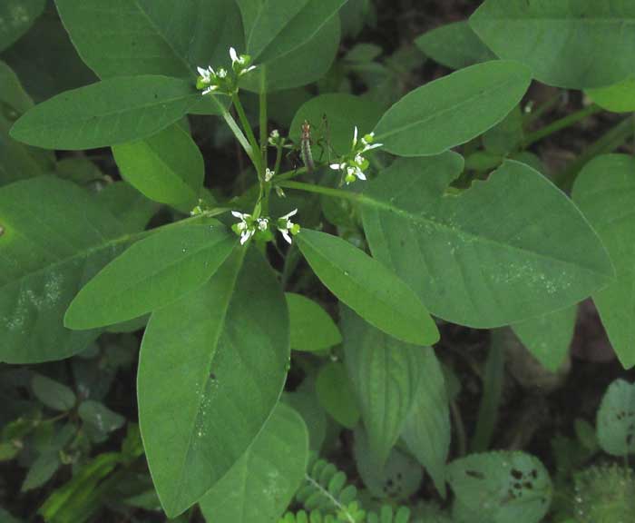 Grassleaf Spurge, EUPHORBIA GRAMINEA