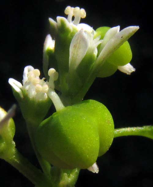 Grassleaf Spurge, EUPHORBIA GRAMINEA, cyathia