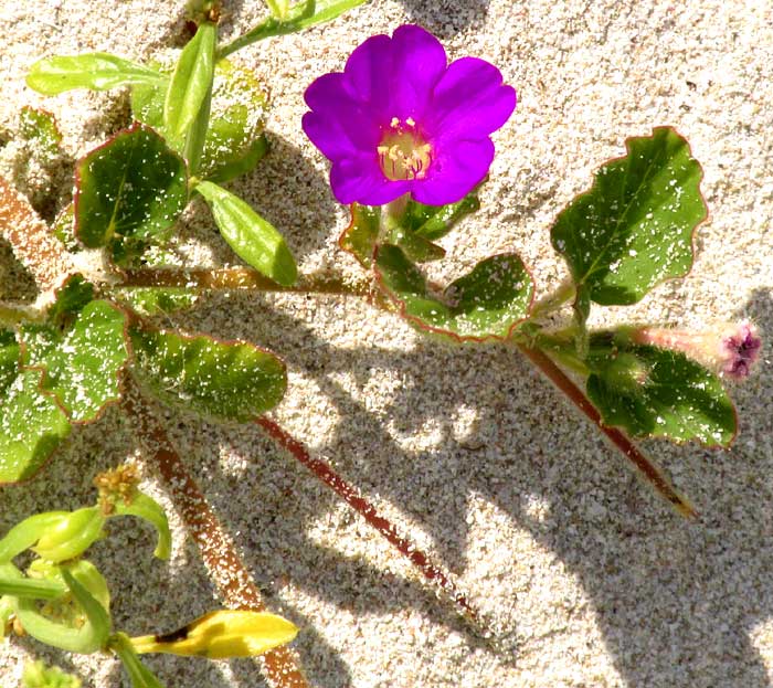 Beach Peanut, OKENIA HYPOGAEA, showing burrowing peduncles