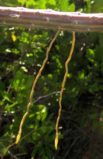 Queen-of-the-night, SELENICEREUS GRANDIFLORUS, Adventitious roots