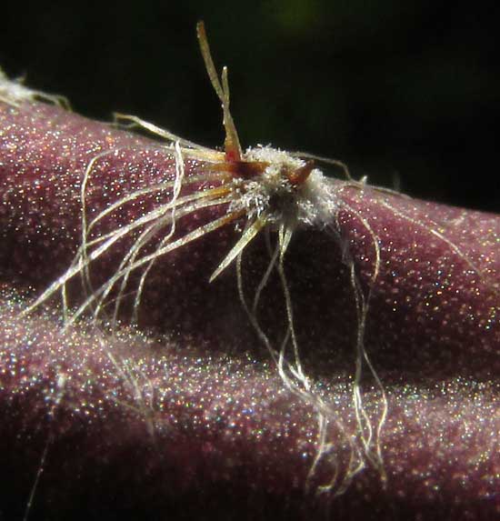 Queen-of-the-night, SELENICEREUS GRANDIFLORUS, spines close-up