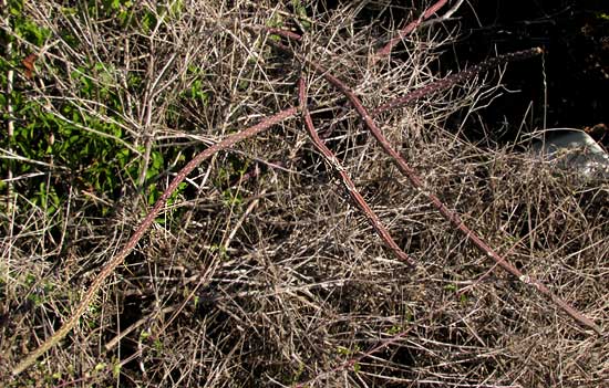 Queen-of-the-night, SELENICEREUS GRANDIFLORUS, spawling atop bushes at the beach