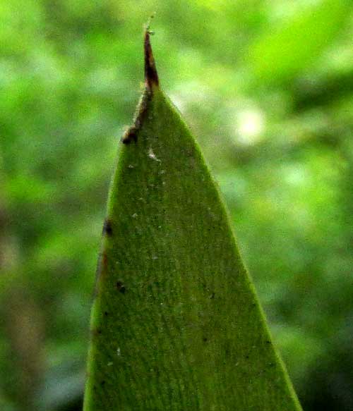 BONELLIA MACROCARPA, leaf tip