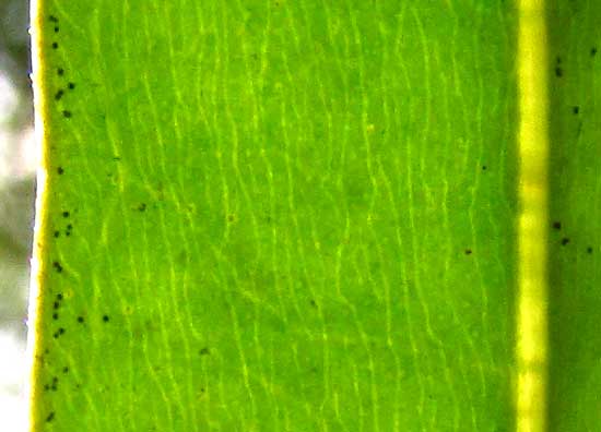 BONELLIA MACROCARPA, pellucid structures in leaf