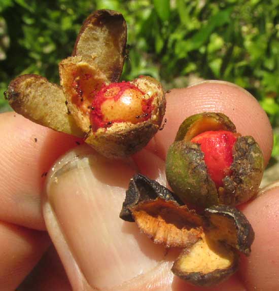 CASEARIA CORYMBOSA, fruits splitting open