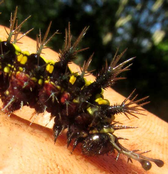 Guatemalan Cracker Caterpillar, HAMADRYAS GUATEMALENA, front view