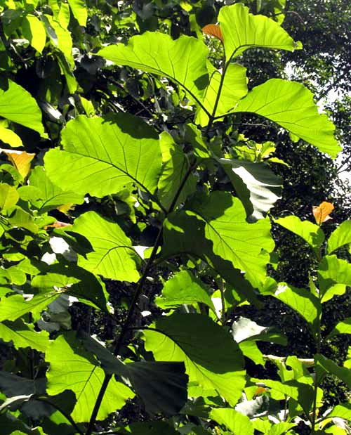 Teak, TECTONA GRANDIS, leaves