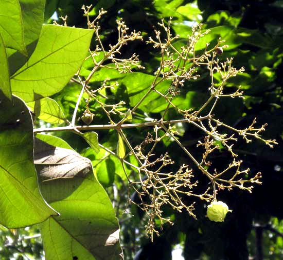 Teak, TECTONA GRANDIS, inflorescence with fruit