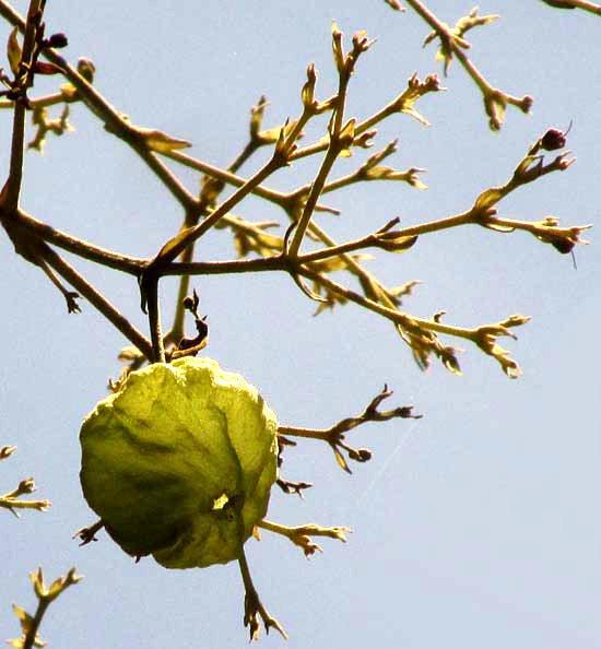 Teak, TECTONA GRANDIS, expanded calyx over fruit