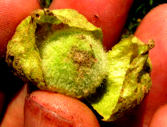 Teak, TECTONA GRANDIS, fruit insie expanded calyx