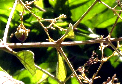 Teak, TECTONA GRANDIS; squared stems