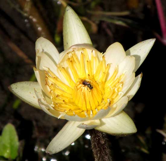 White Water Lily, NYMPHAEA AMPLA, flower